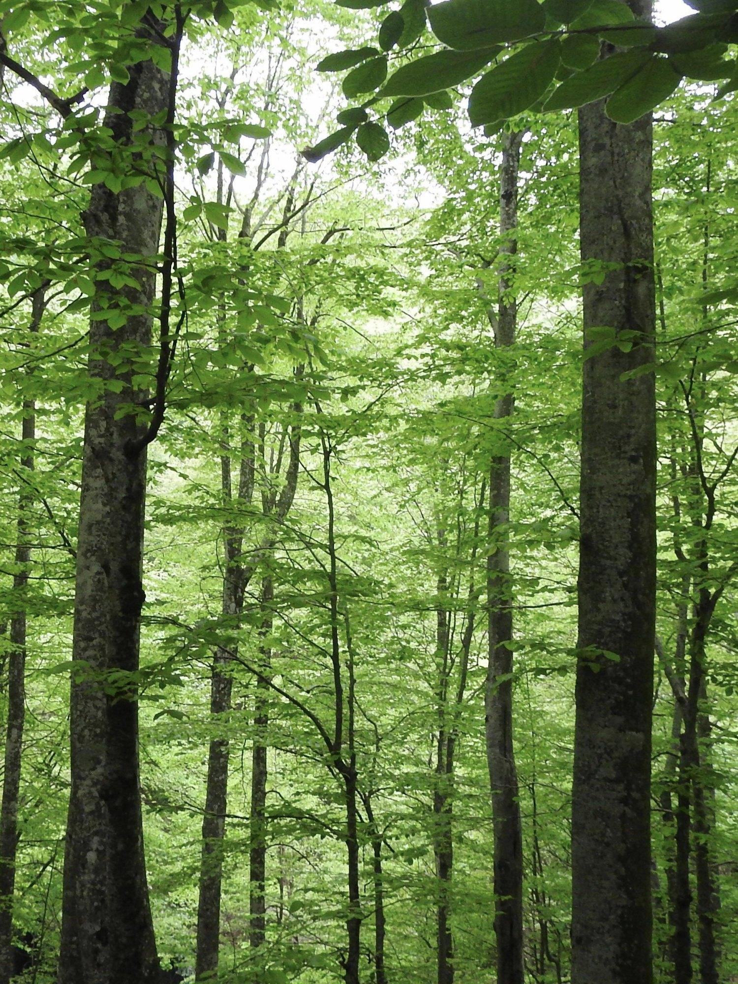 Tall beech trees in a forest with a bright green leafy canopy